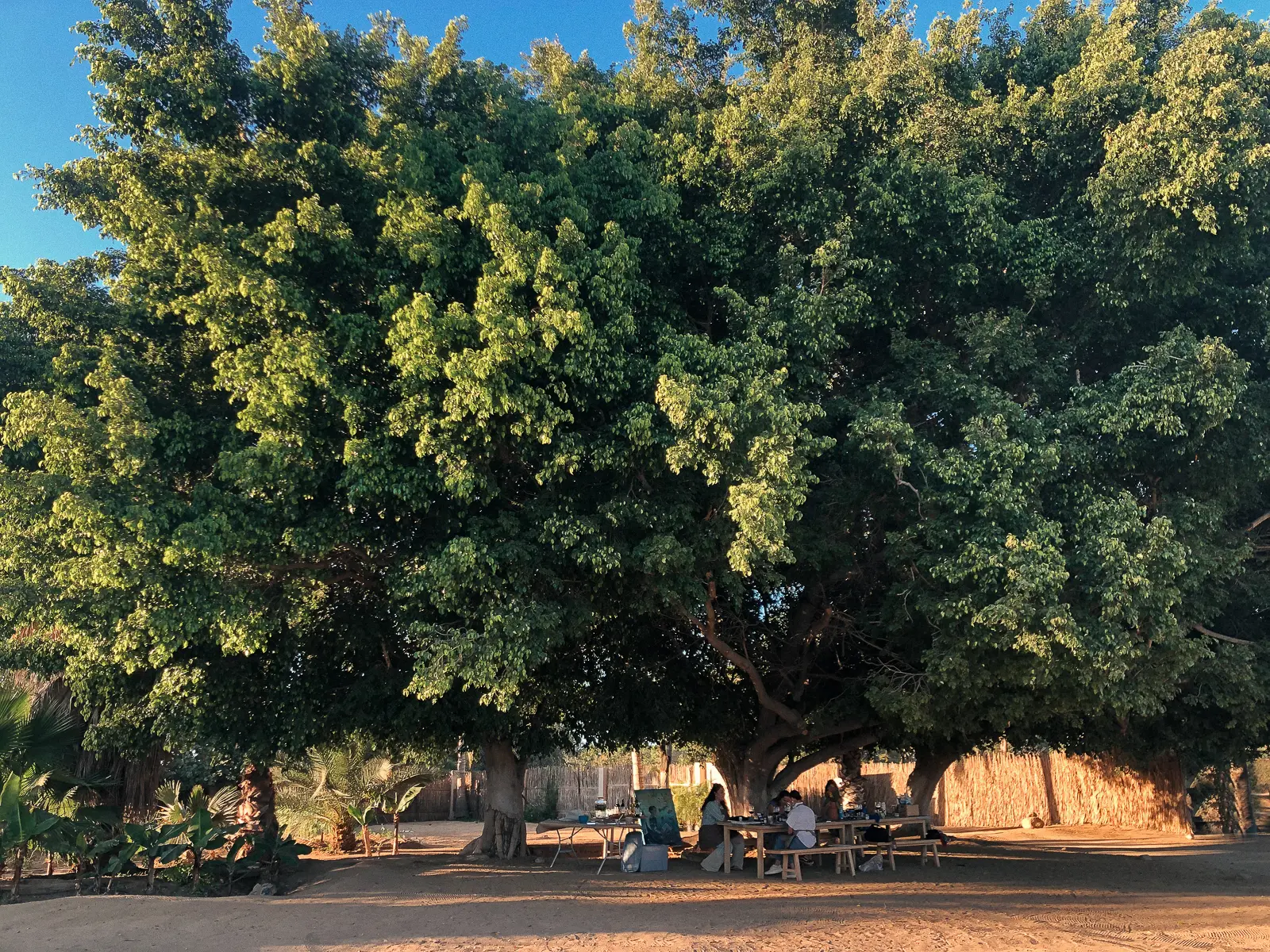 Gran Árbol Proyecto Palmita